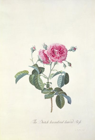 Rosa: Rosa holandesa de cien hojas de Georg Dionysius Ehret